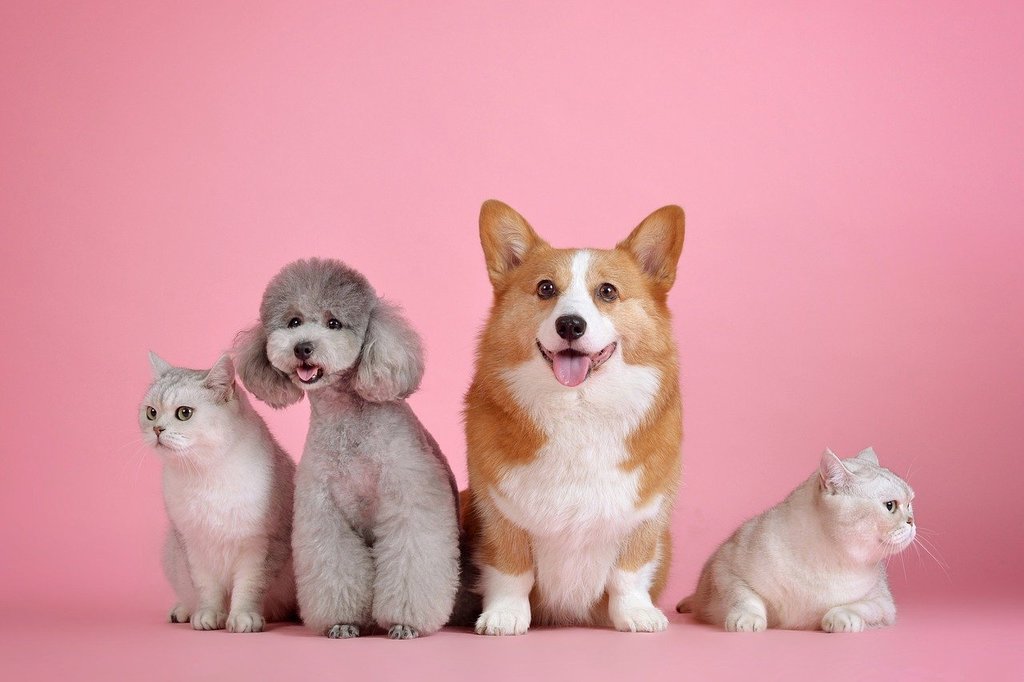 Choisir les meilleures solutions pour le bien-être de son chien
