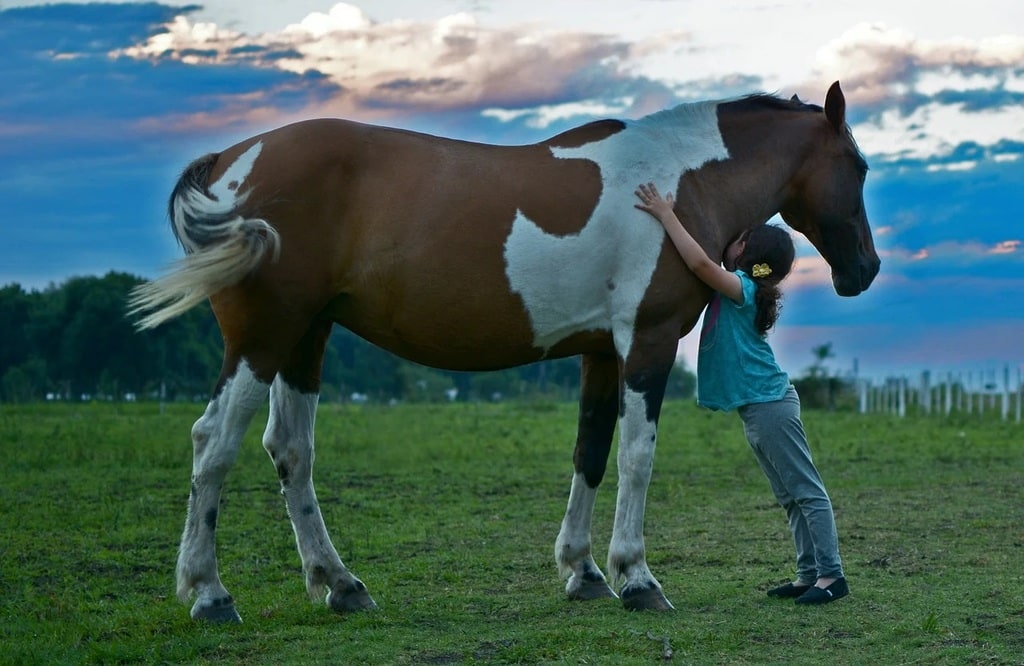 Stimuler l'appétit du cheval pour améliorer sa condition physique